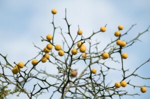 指先のひび割れを防ぐための効果的なケア方法は？